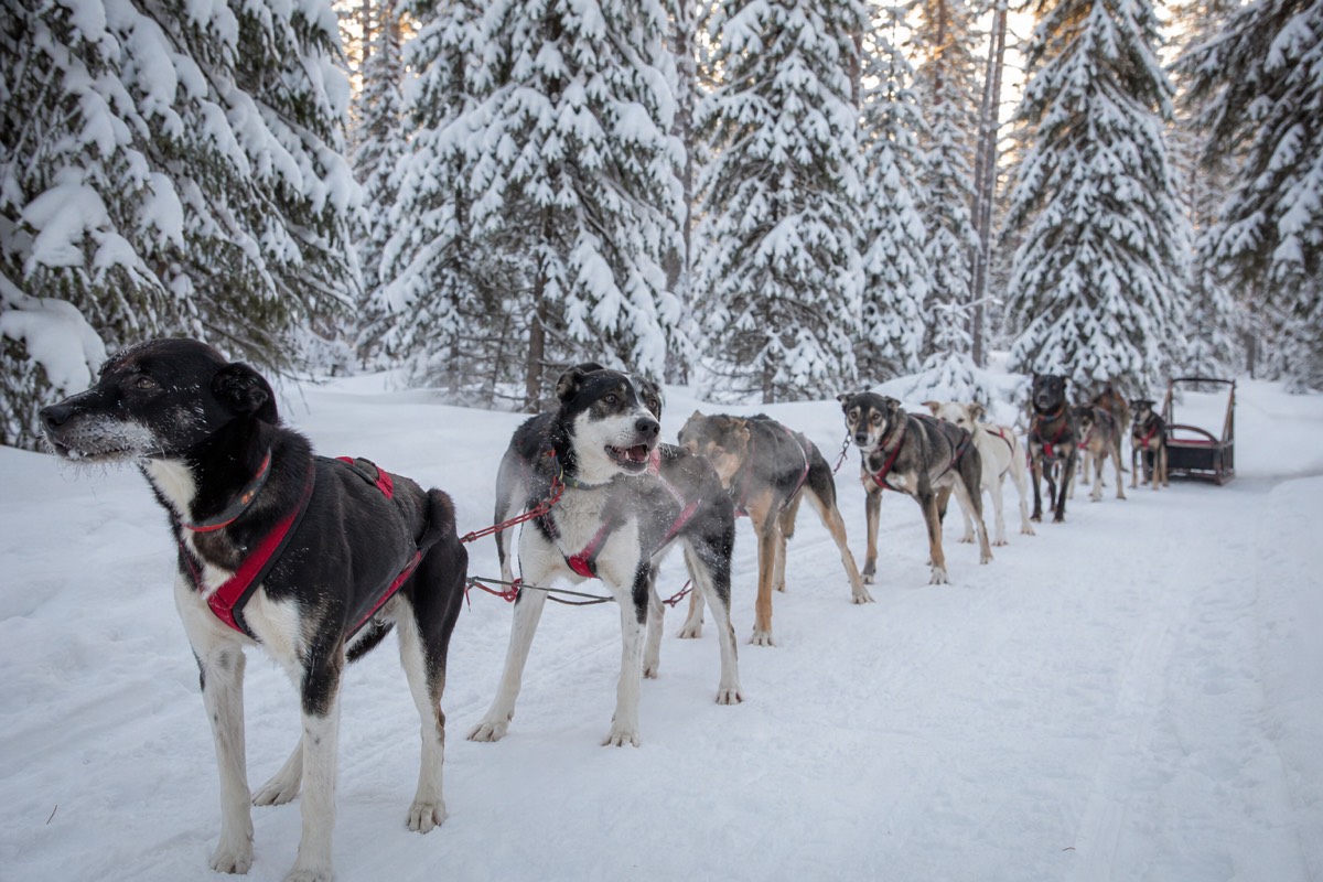 Finnish Lapland, near Rovaniemi